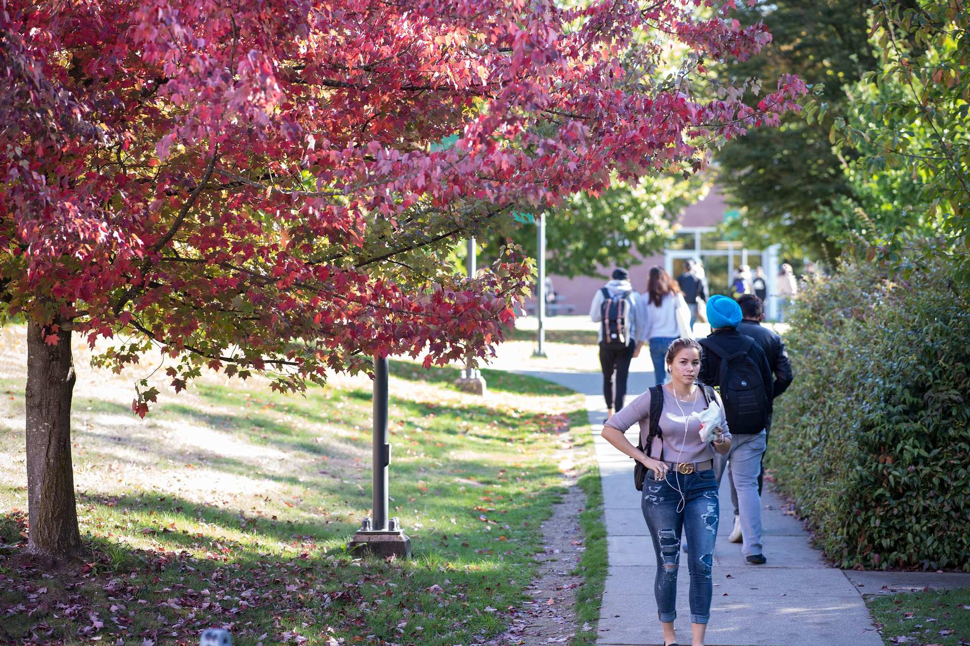 Autumn path on the University of the Fraser Valley Abbotsford campus