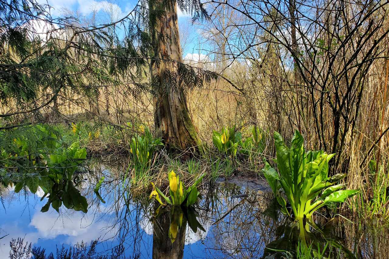 Skunk cabbage in a wetland pond at Aldergrove Regional Park