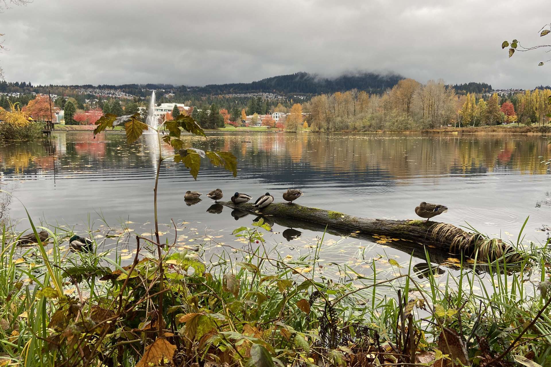 Lafarge Lake in autumn, Coquitlam